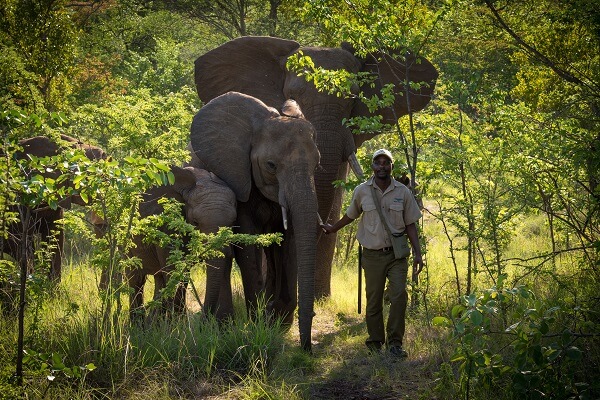 guide-with-the-elephants-victoria-falls-zimbabwe