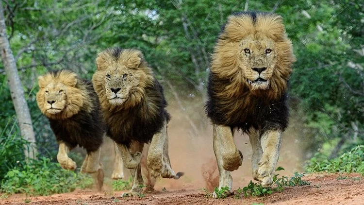 3 male lions running towards the camera in Fuller forest in Victoria Falls