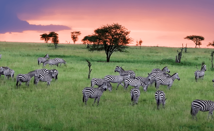 awe-inspiring scenes of zebras from microlight at dusk